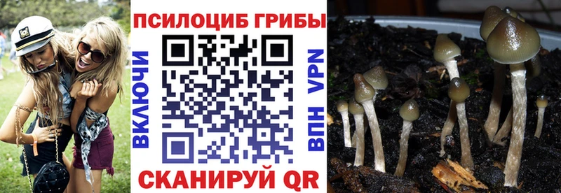 дарнет шоп  Приморско-Ахтарск  площадка как зайти  Псилоцибиновые грибы Psilocybe 
